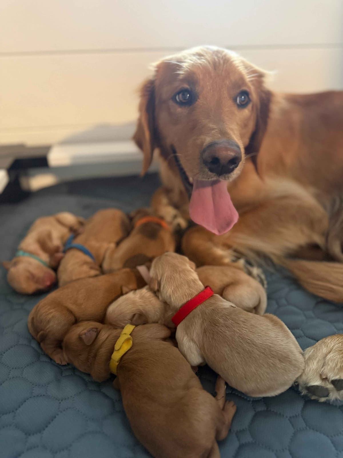 5 Month-old Male Golden Available breeder image 3