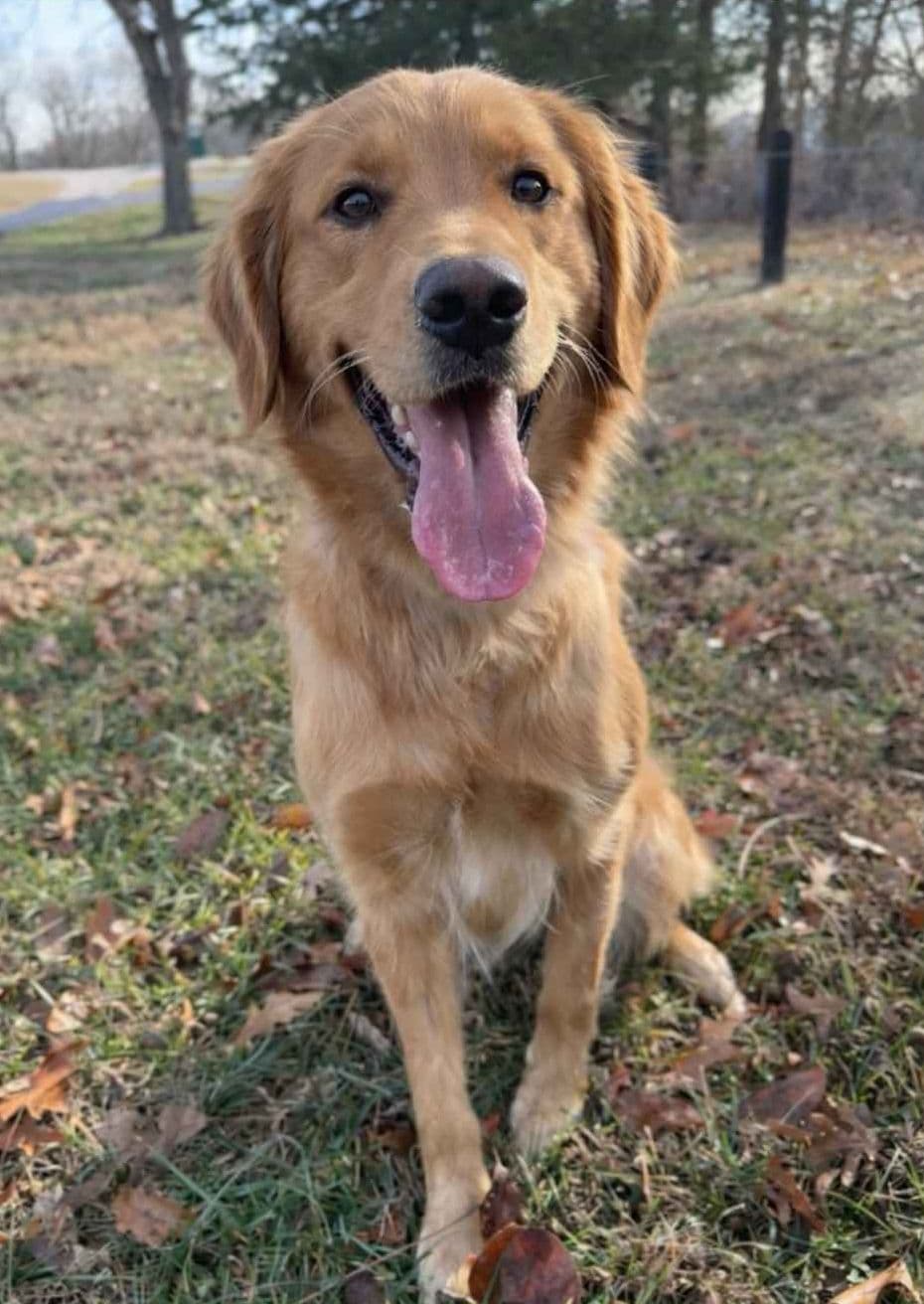 5 Month-old Male Golden Available breeder image 6