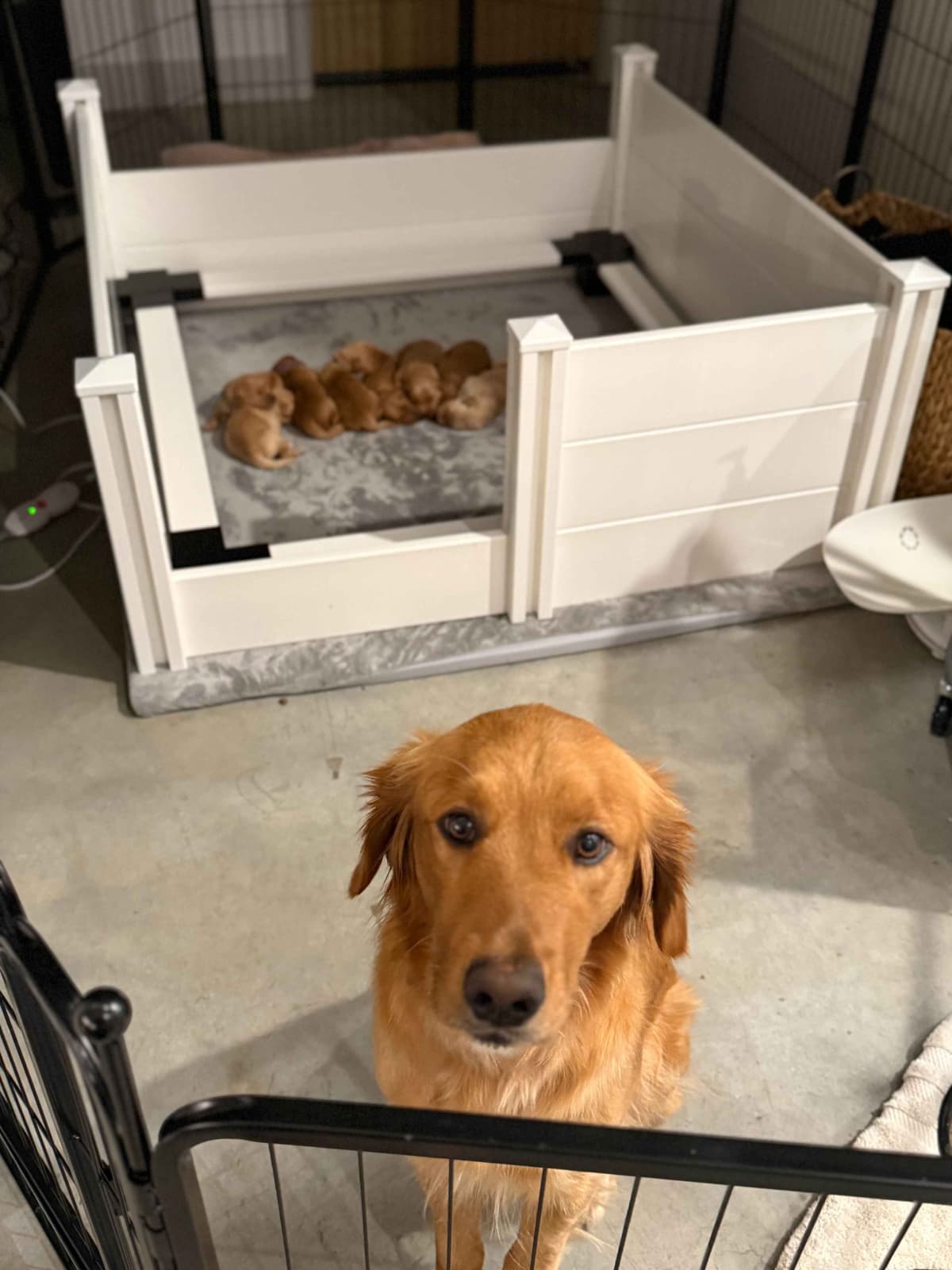5 Month-old Male Golden Available breeder image 4