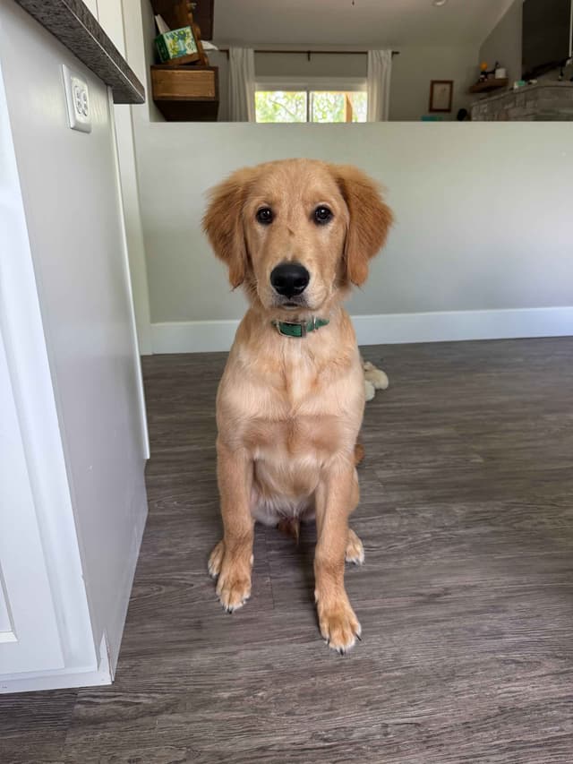 5 Month-old Male Golden Available media 6