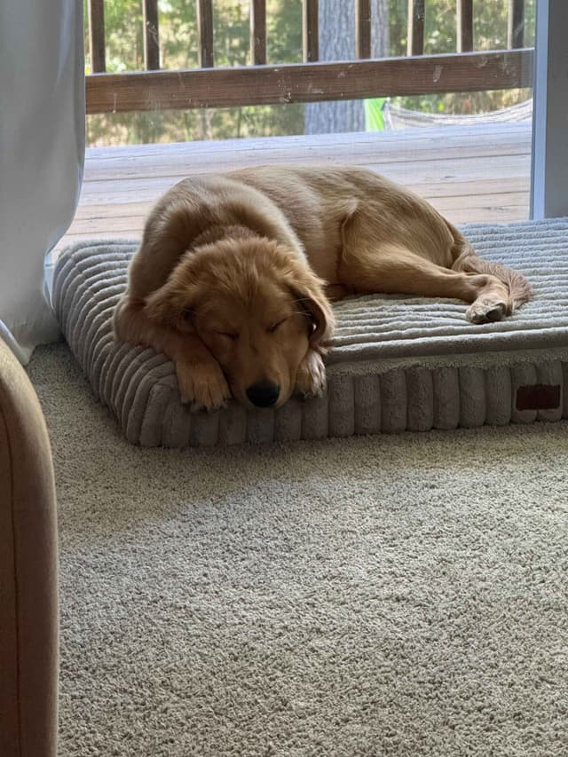 5 Month-old Male Golden Available media 7