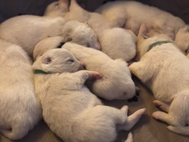 Family-raised Samoyeds, health tested parents media 2