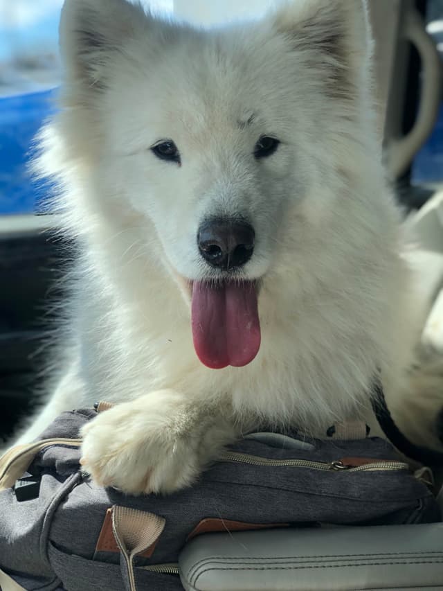 Family-raised Samoyeds, health tested parents media 6