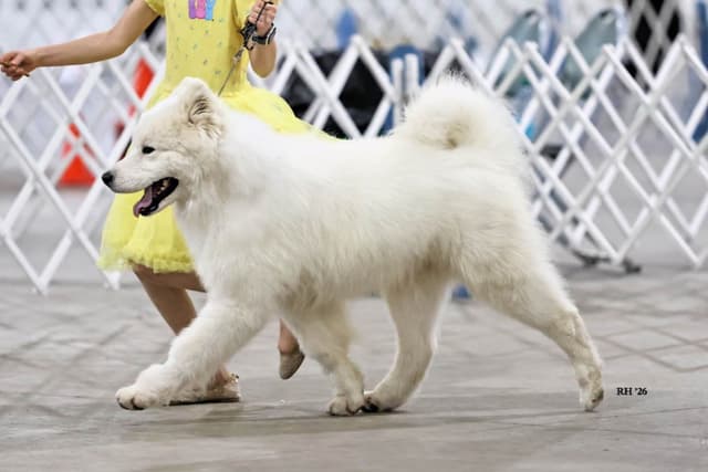 Family-raised Samoyeds, health tested parents media 4