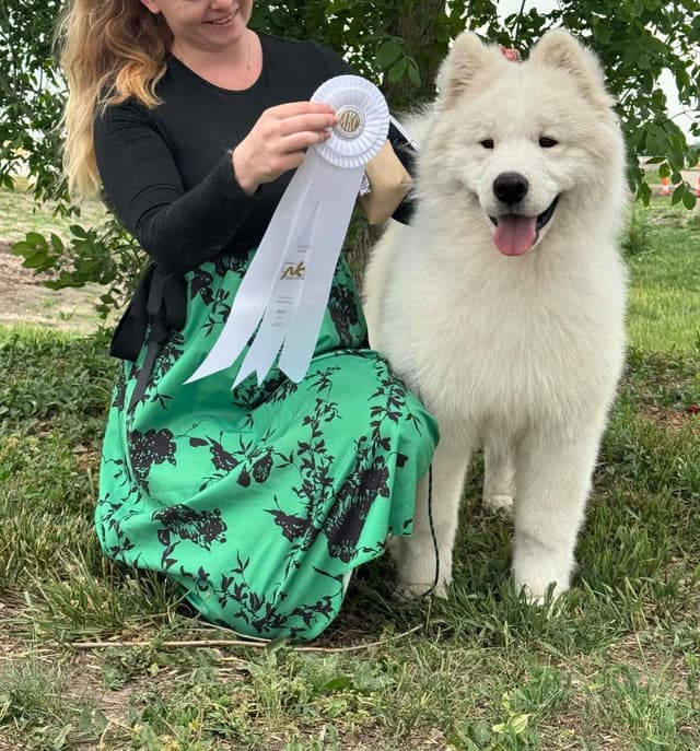 Family-raised Samoyeds, health tested parents media 5