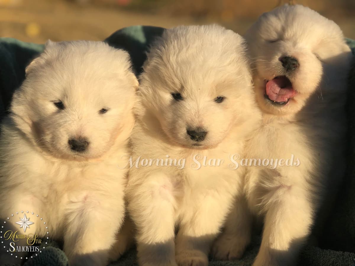 Family-raised Samoyeds, health tested parents breeder image 4