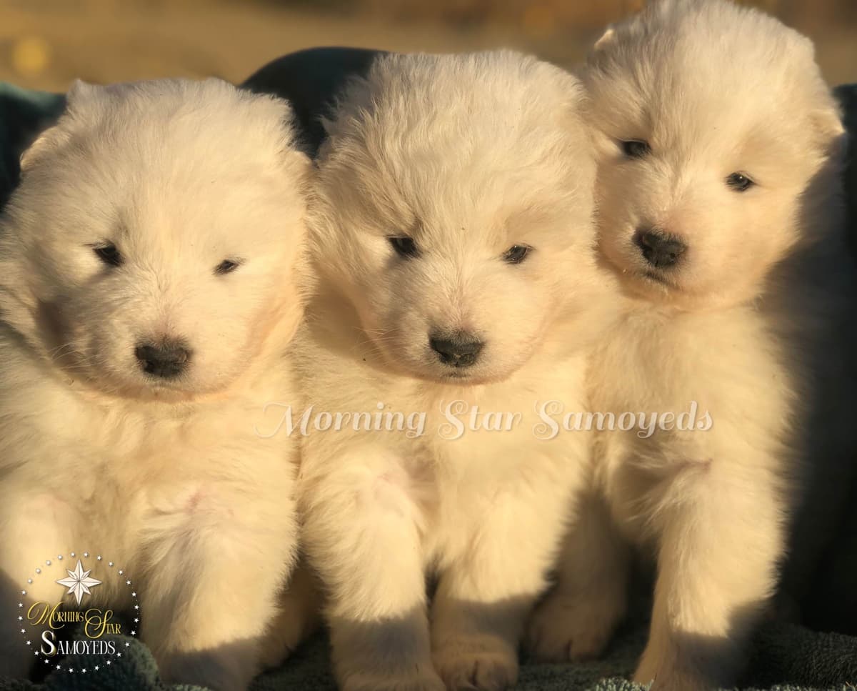 Family-raised Samoyeds, health tested parents breeder image 6