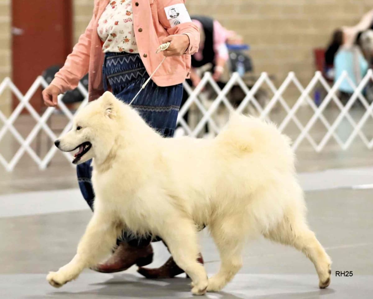 Family-raised Samoyeds, health tested parents breeder image 5