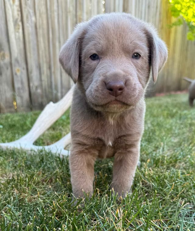 Labrador Retriever Puppies media 2