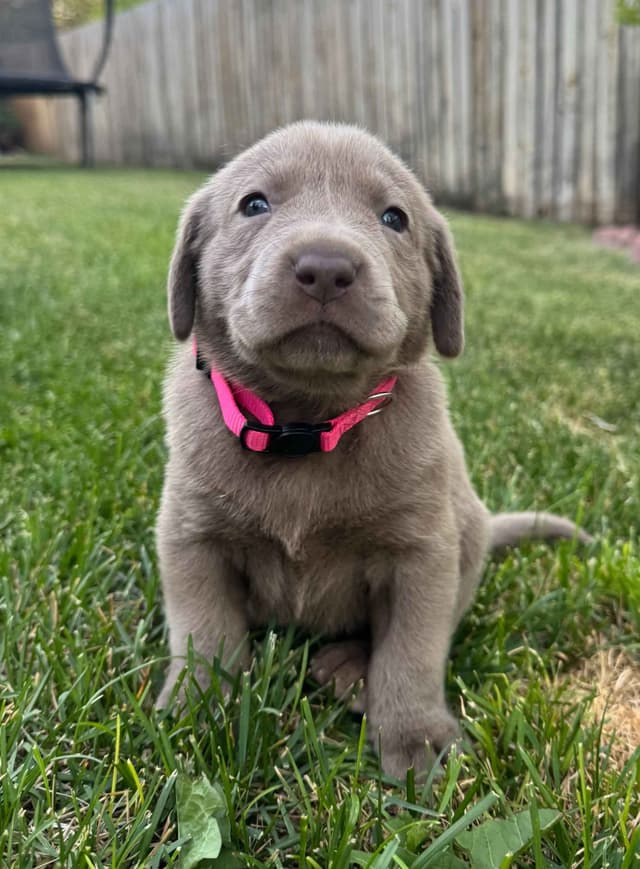 Labrador Retriever Puppies media 6