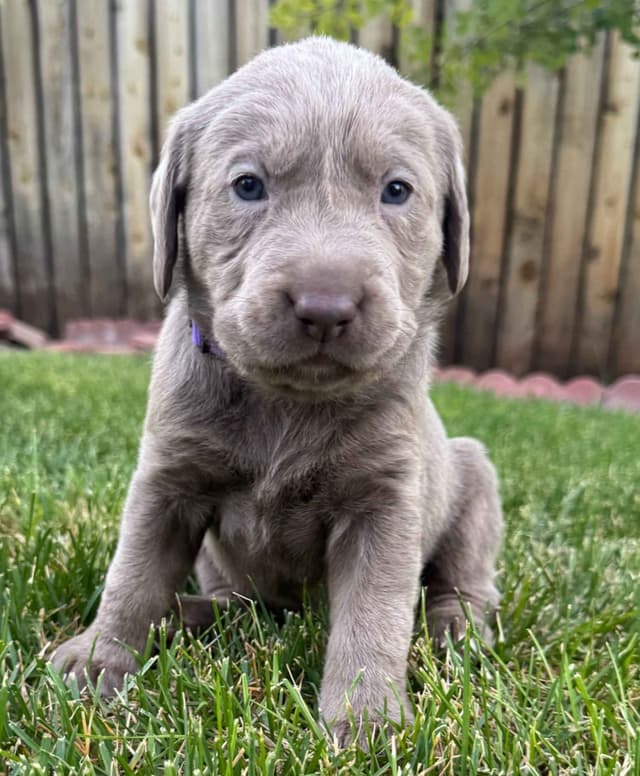 Labrador Retriever Puppies media 3
