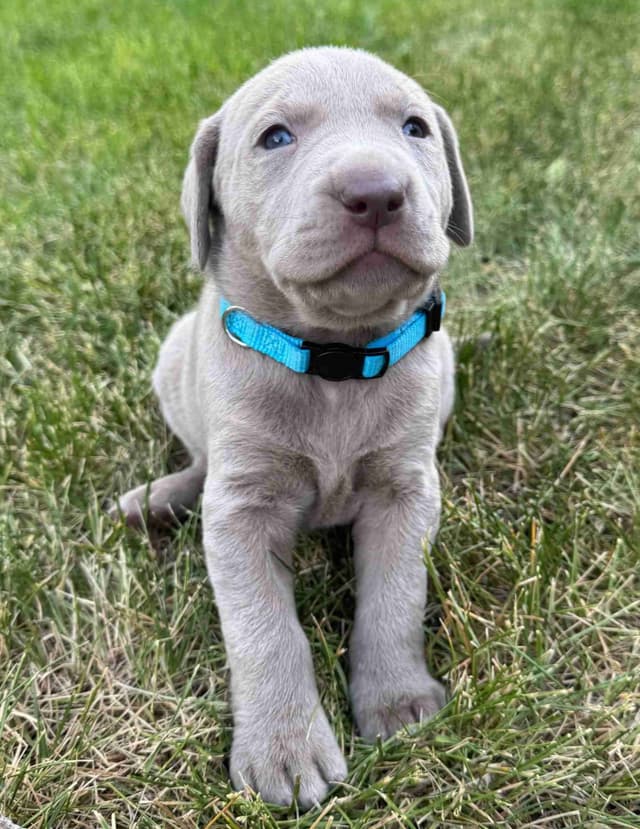 Labrador Retriever Puppies media 4