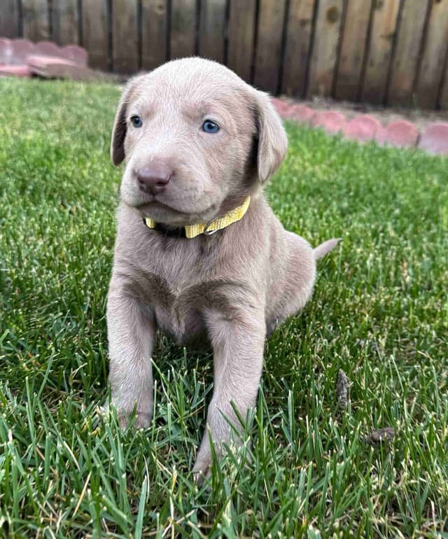 Labrador Retriever Puppies media 5