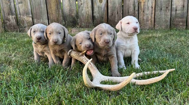 Labrador Retriever Puppies media 7