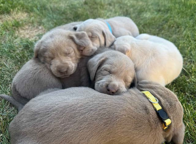 Labrador Retriever Puppies media 8