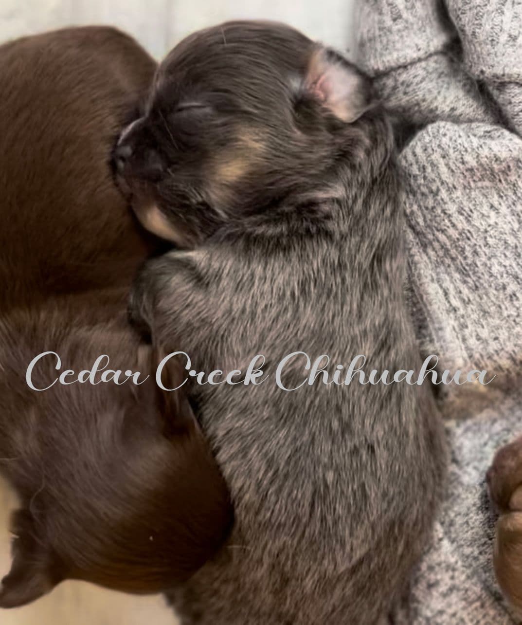 Long hair Chihuahuas breeder image 1