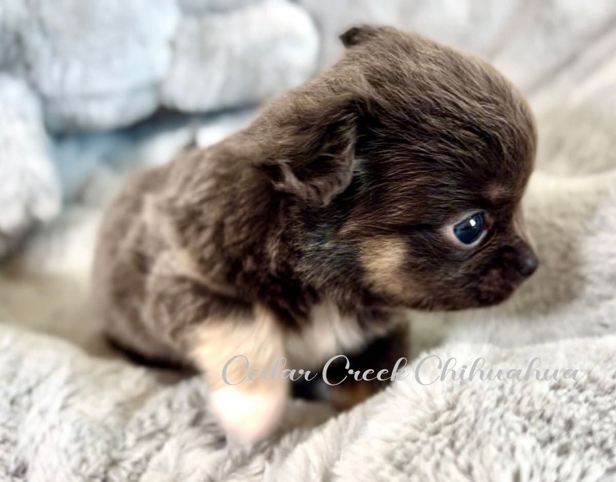Long hair Chihuahuas breeder image 3