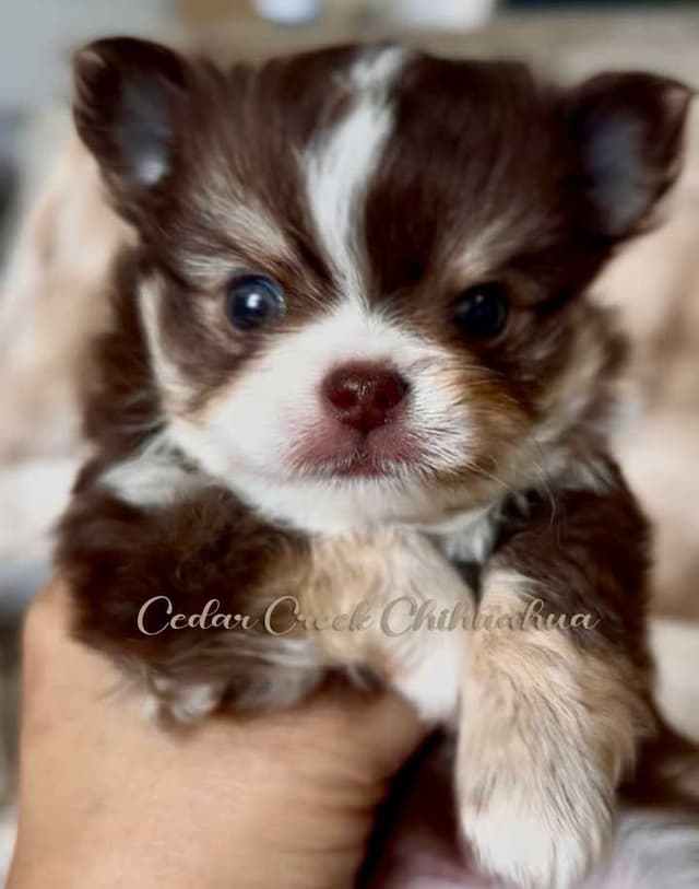Long hair Chihuahuas media 2