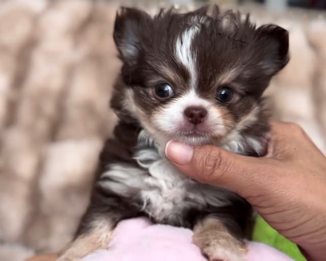 Long hair Chihuahuas media 3