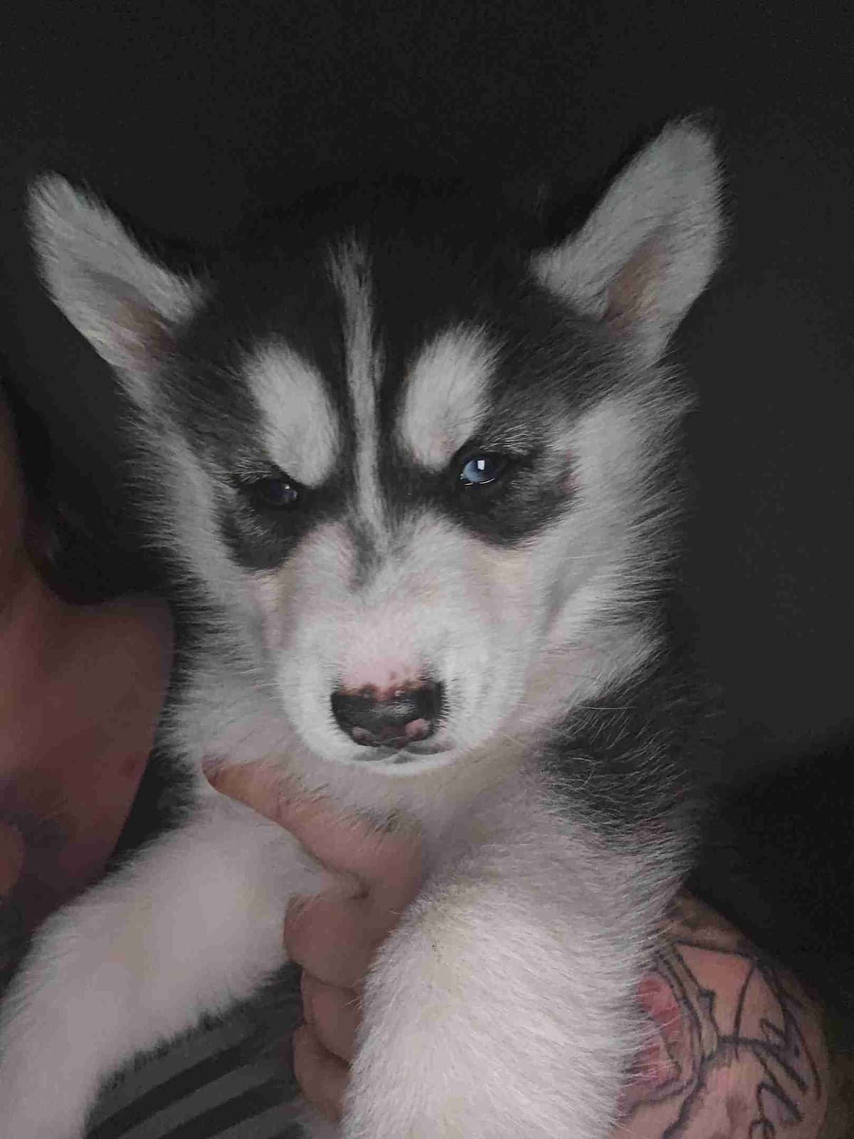 Siberian Husky Puppies breeder image 1