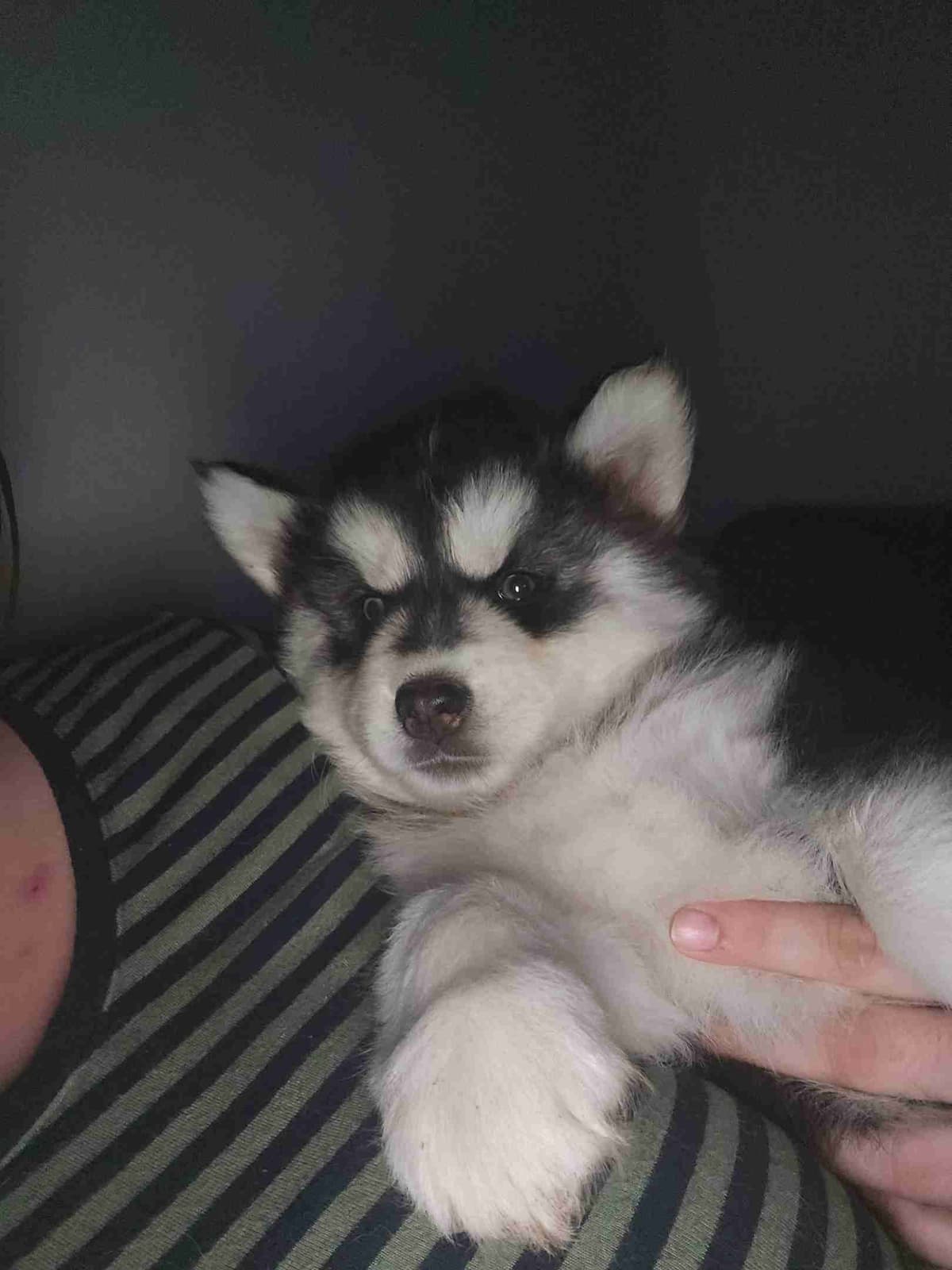Siberian Husky Puppies breeder image 3