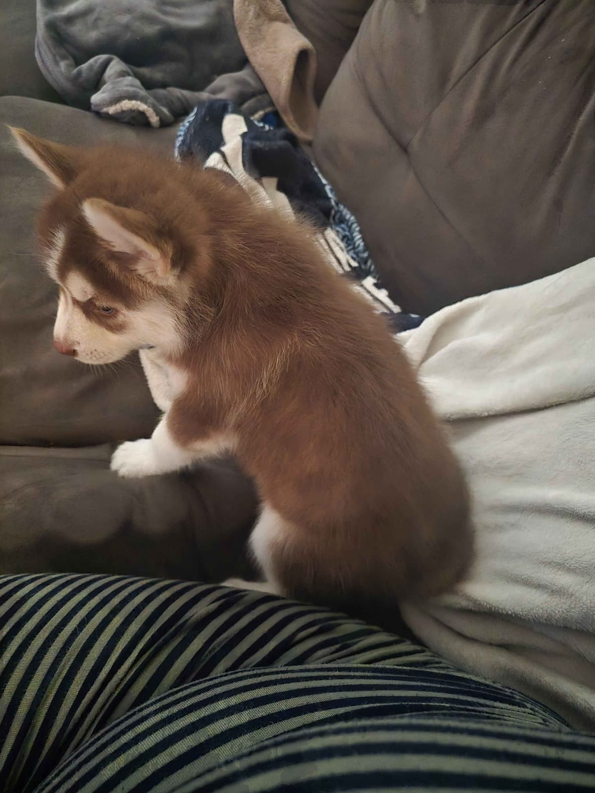 Siberian Husky Puppies breeder image 5