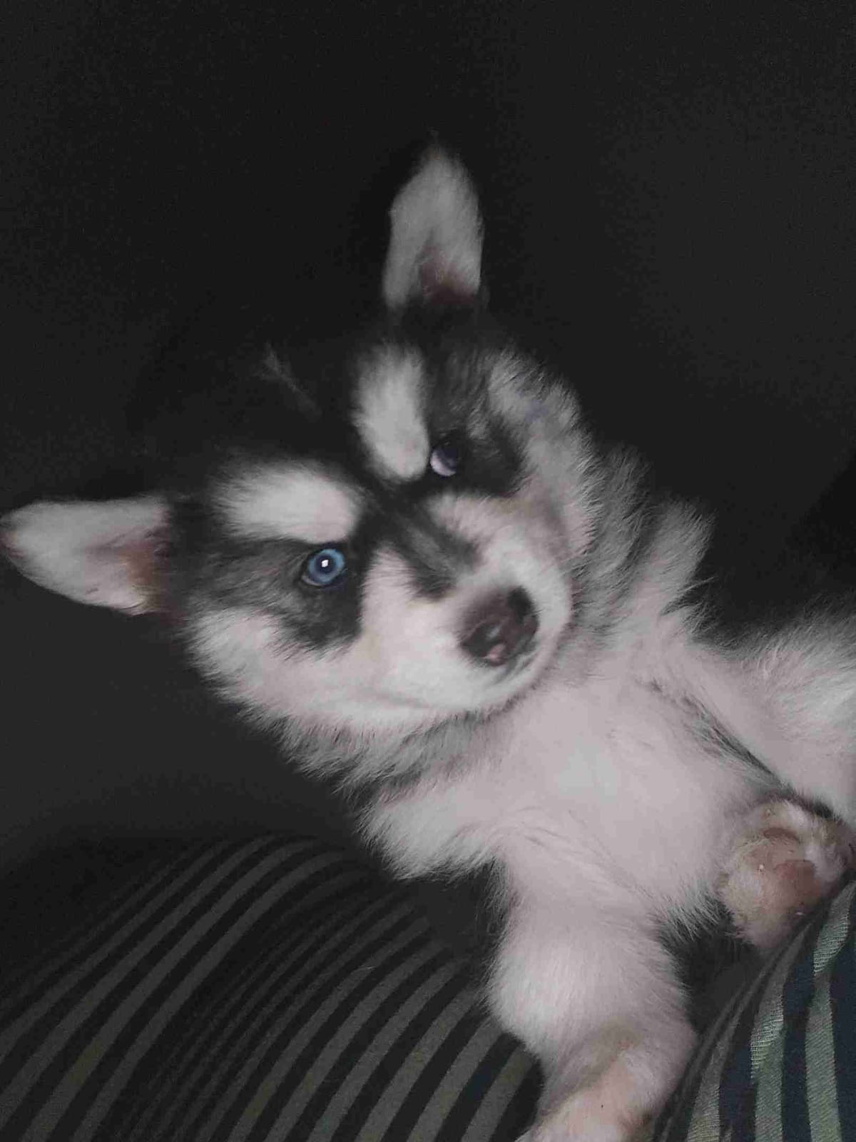 Siberian Husky Puppies breeder image 7