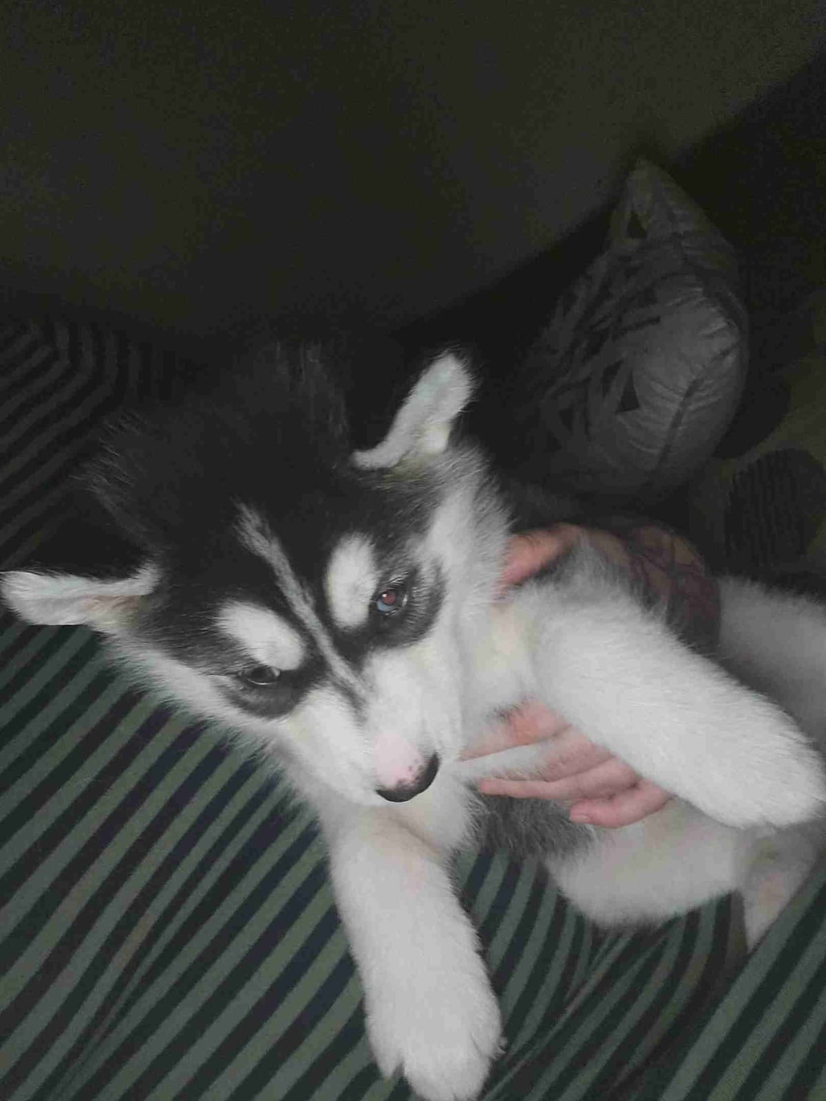 Siberian Husky Puppies breeder image 6