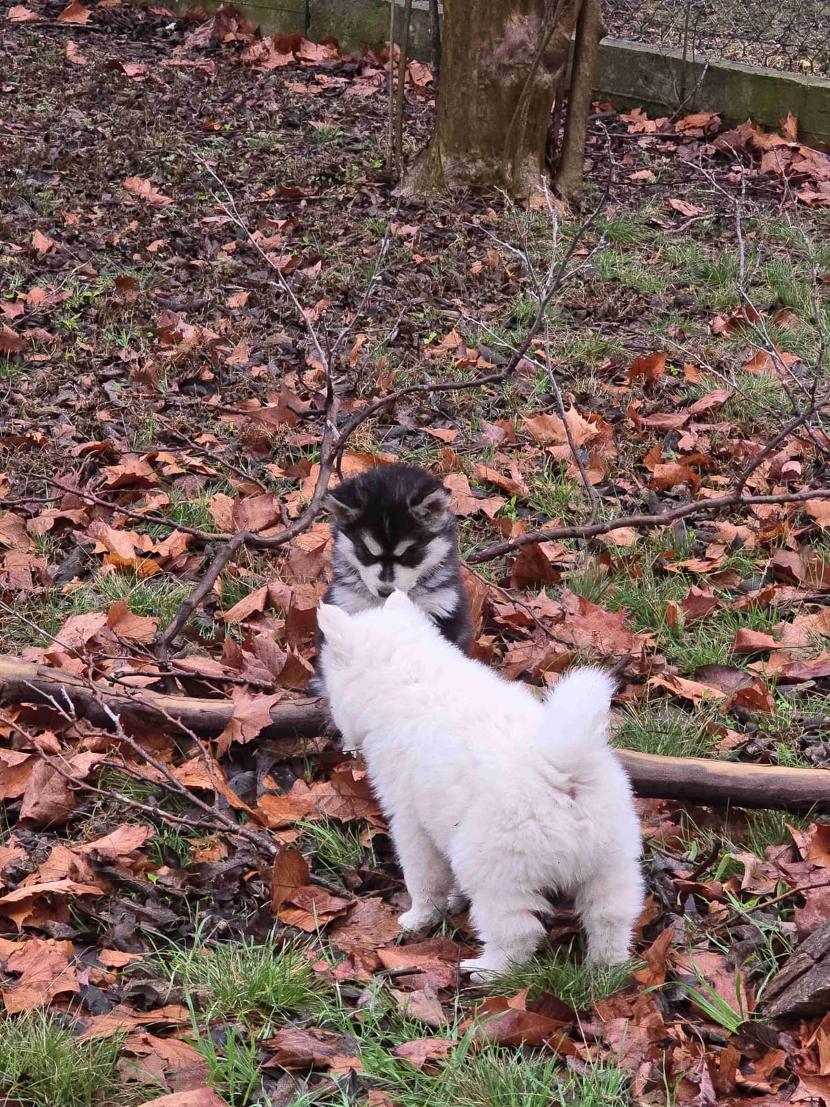 Siberian Husky Puppies breeder image 11