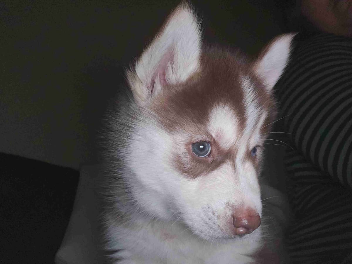 Siberian Husky Puppies breeder image 10