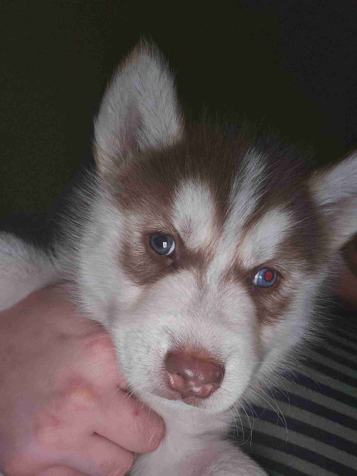 Siberian Husky Puppies breeder image 12
