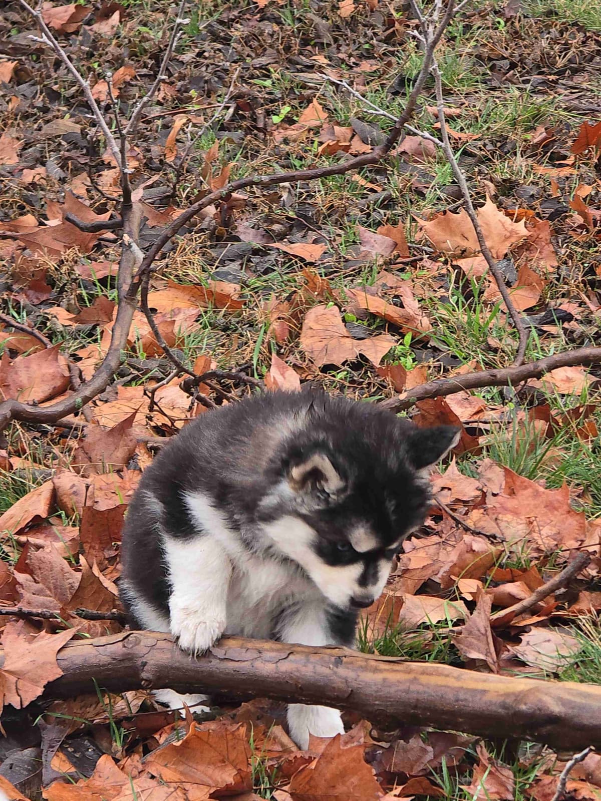Siberian Husky Puppies breeder image 13