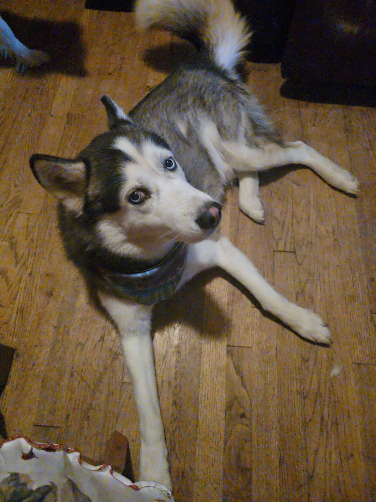 Siberian Husky Puppies breeder image 15