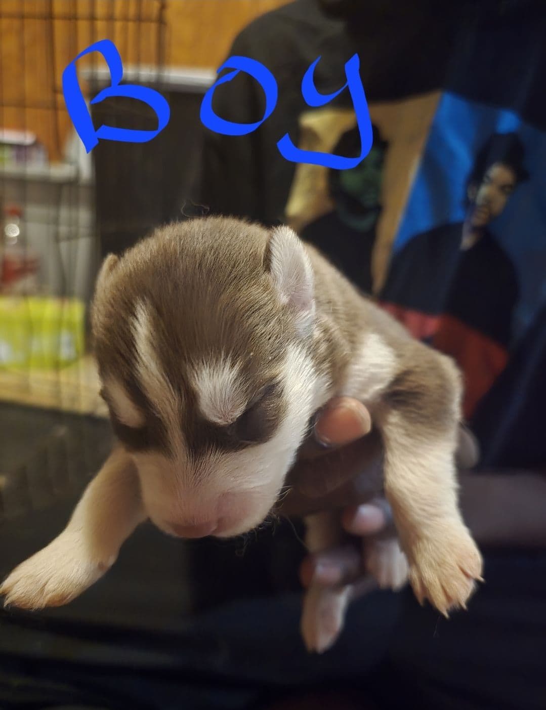 Siberian Husky Puppies breeder image 16
