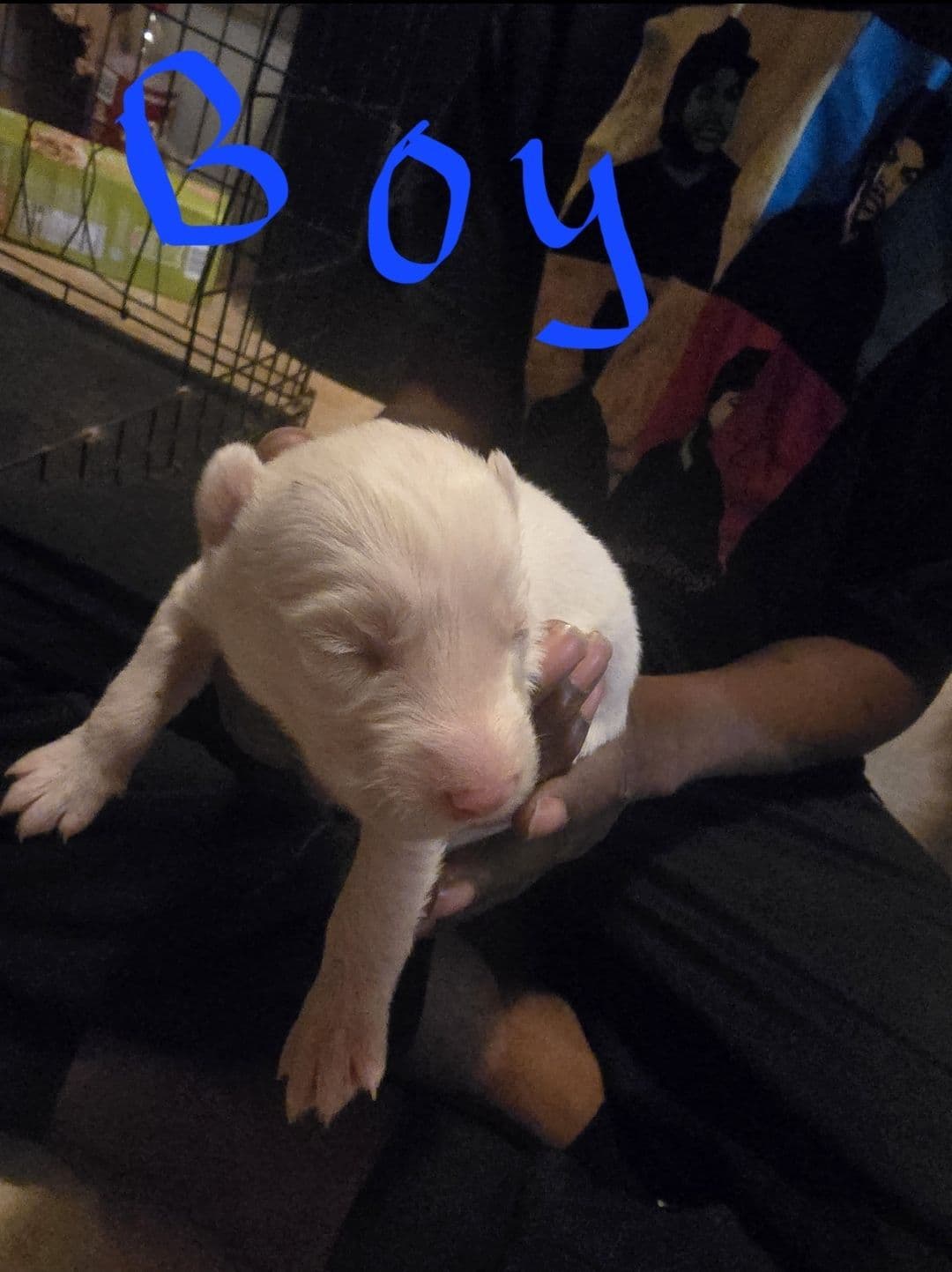 Siberian Husky Puppies breeder image 17