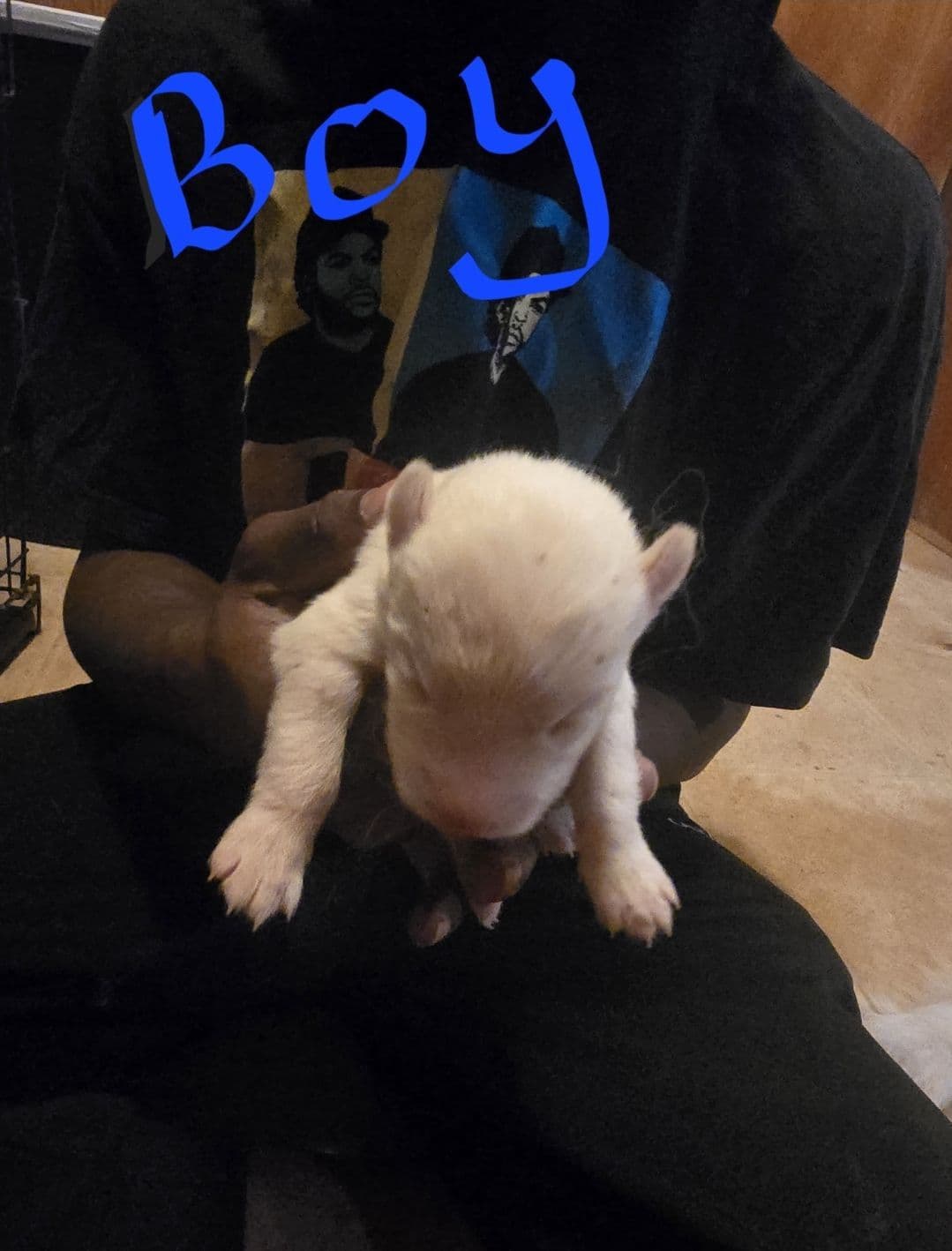 Siberian Husky Puppies breeder image 18