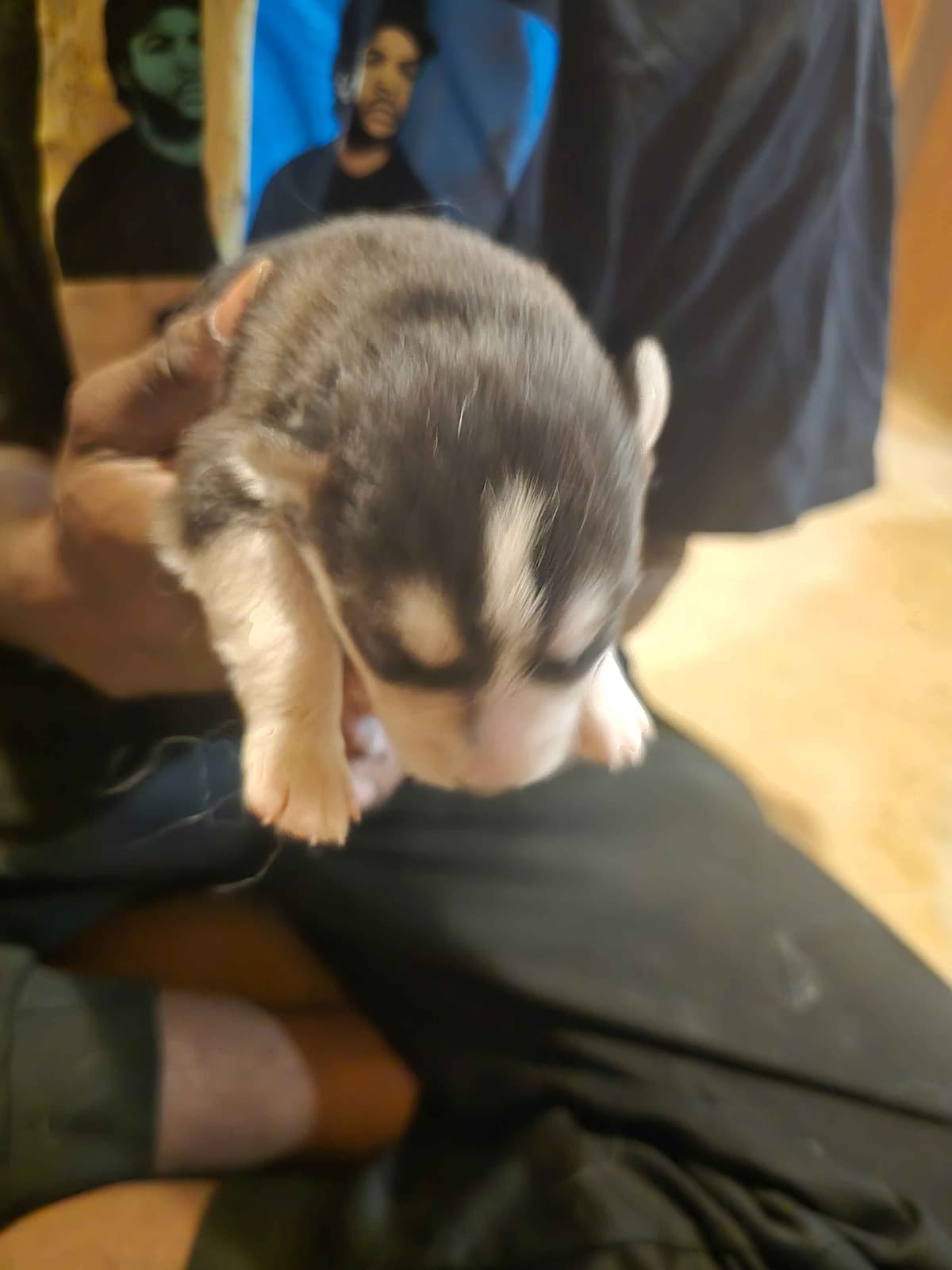 Siberian Husky Puppies breeder image 19