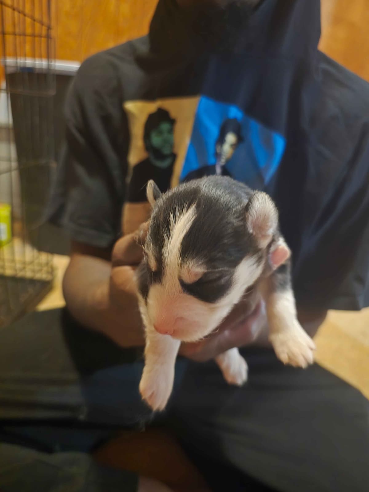 Siberian Husky Puppies breeder image 20