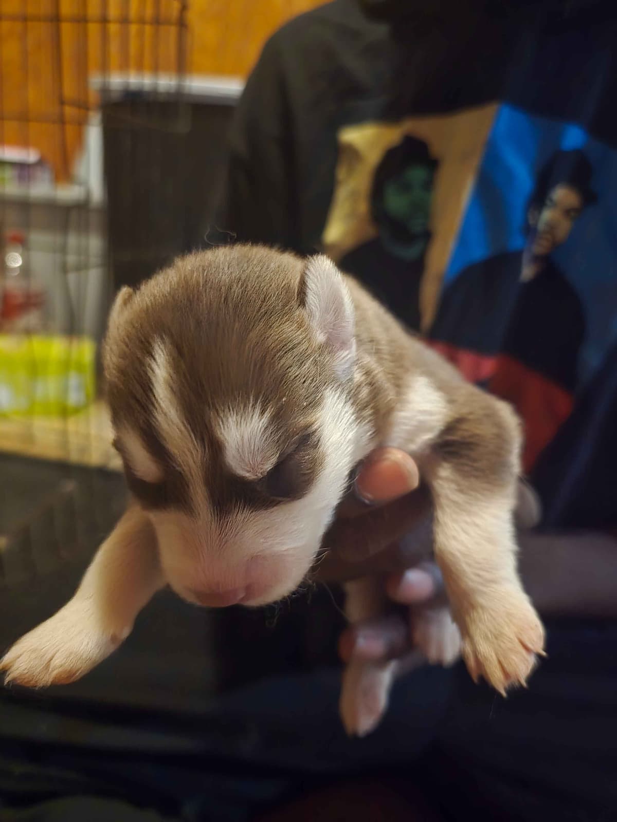 Siberian Husky Puppies breeder image 22