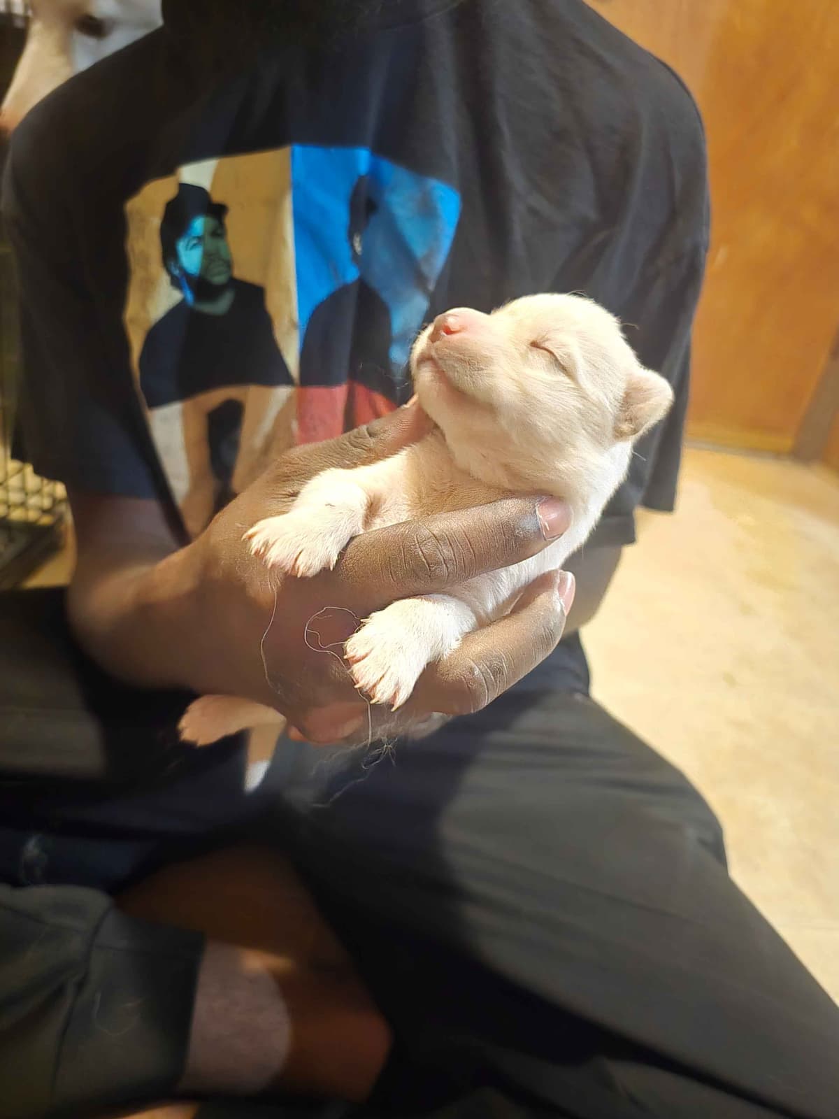 Siberian Husky Puppies breeder image 23