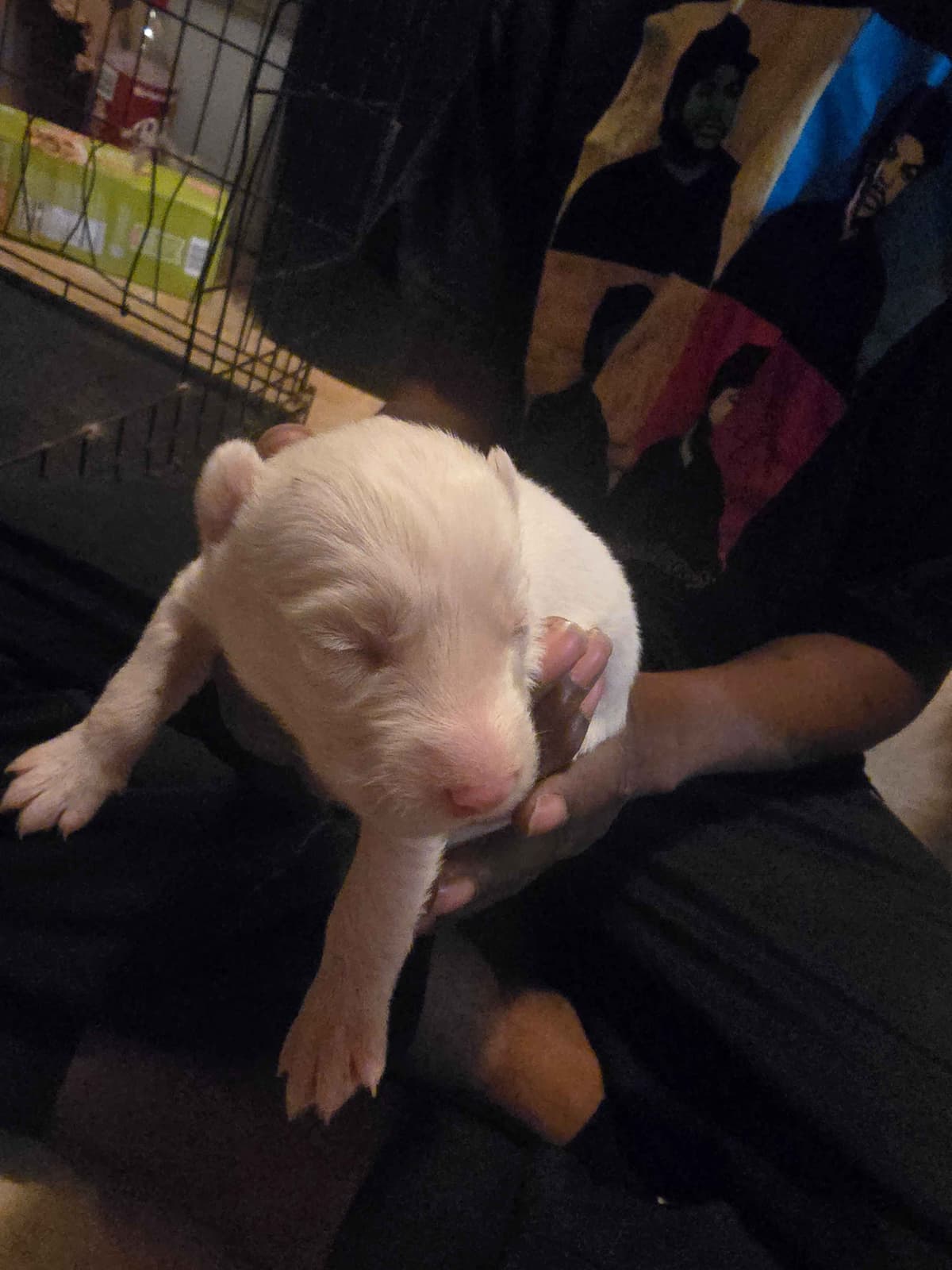 Siberian Husky Puppies breeder image 24