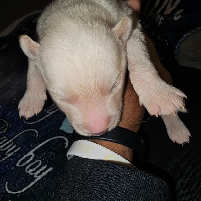 Siberian Husky Puppies media 2