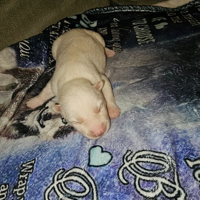 Siberian Husky Puppies media 3