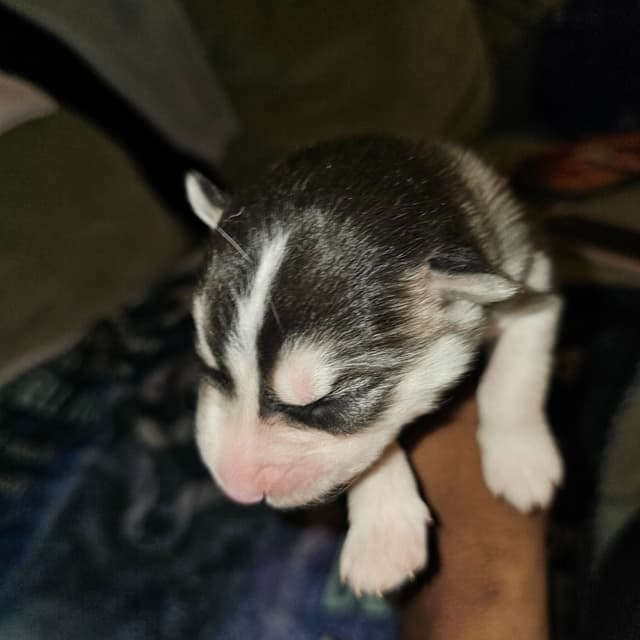 Siberian Husky Puppies media 6