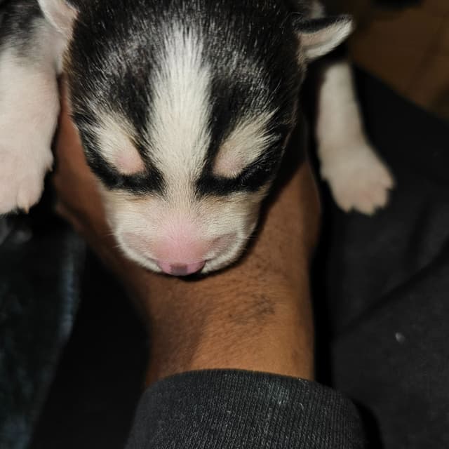 Siberian Husky Puppies media 7
