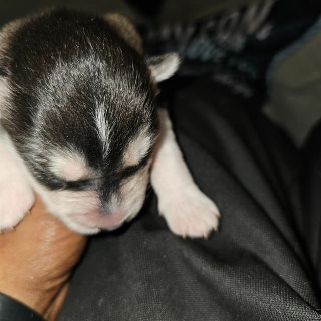 Siberian Husky Puppies media 8