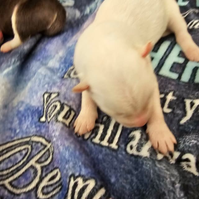 Siberian Husky Puppies media 9