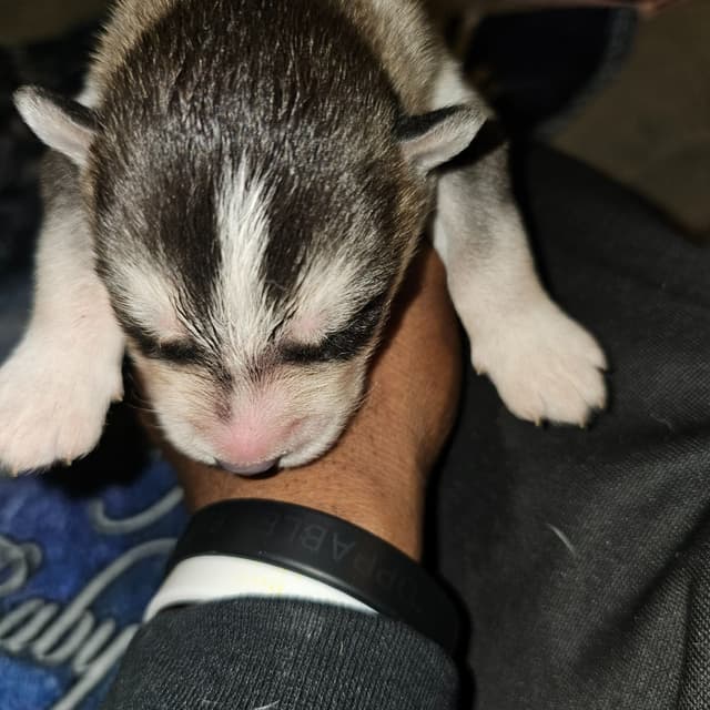 Siberian Husky Puppies media 10