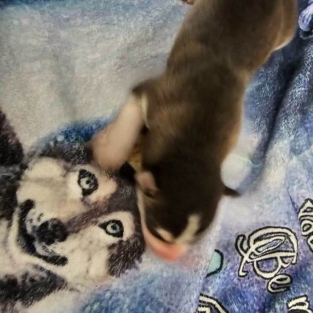 Siberian Husky Puppies media 12