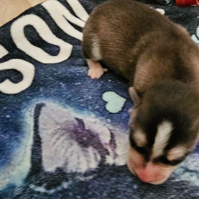 Siberian Husky Puppies media 13